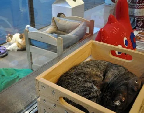 Франшиза Котики и Люди